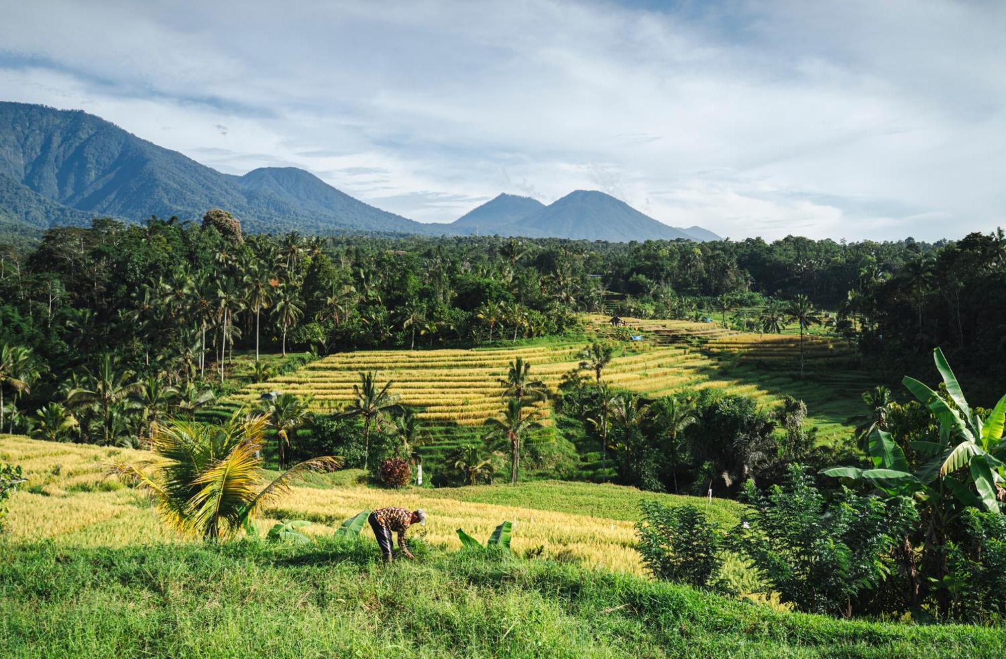 Oemah Tepi Sawah Villa Jatiluwih Eksteriør billede